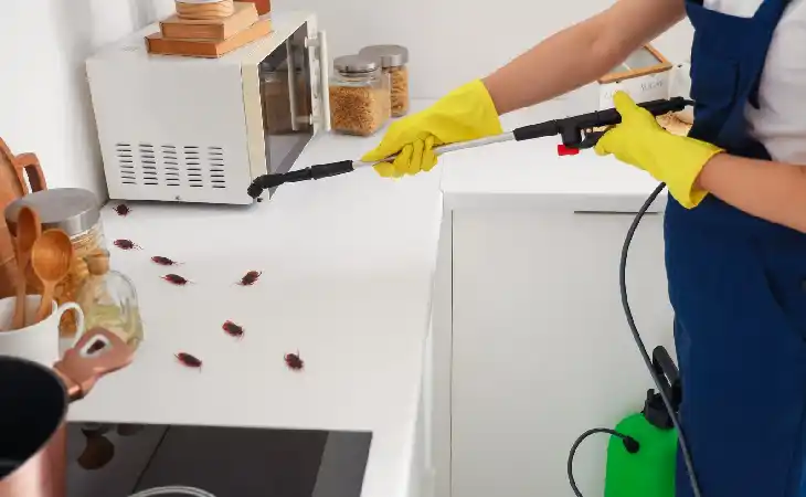 شركة إبادة حشرات الشروق: 3 خطوات ذكية لإنهاء مستعمرات الحشرات نهائيًا